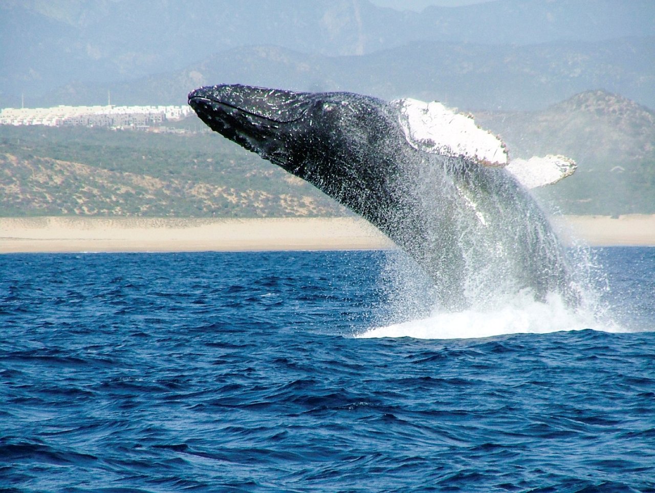 Avistamiento de Ballenas - Whales Watching