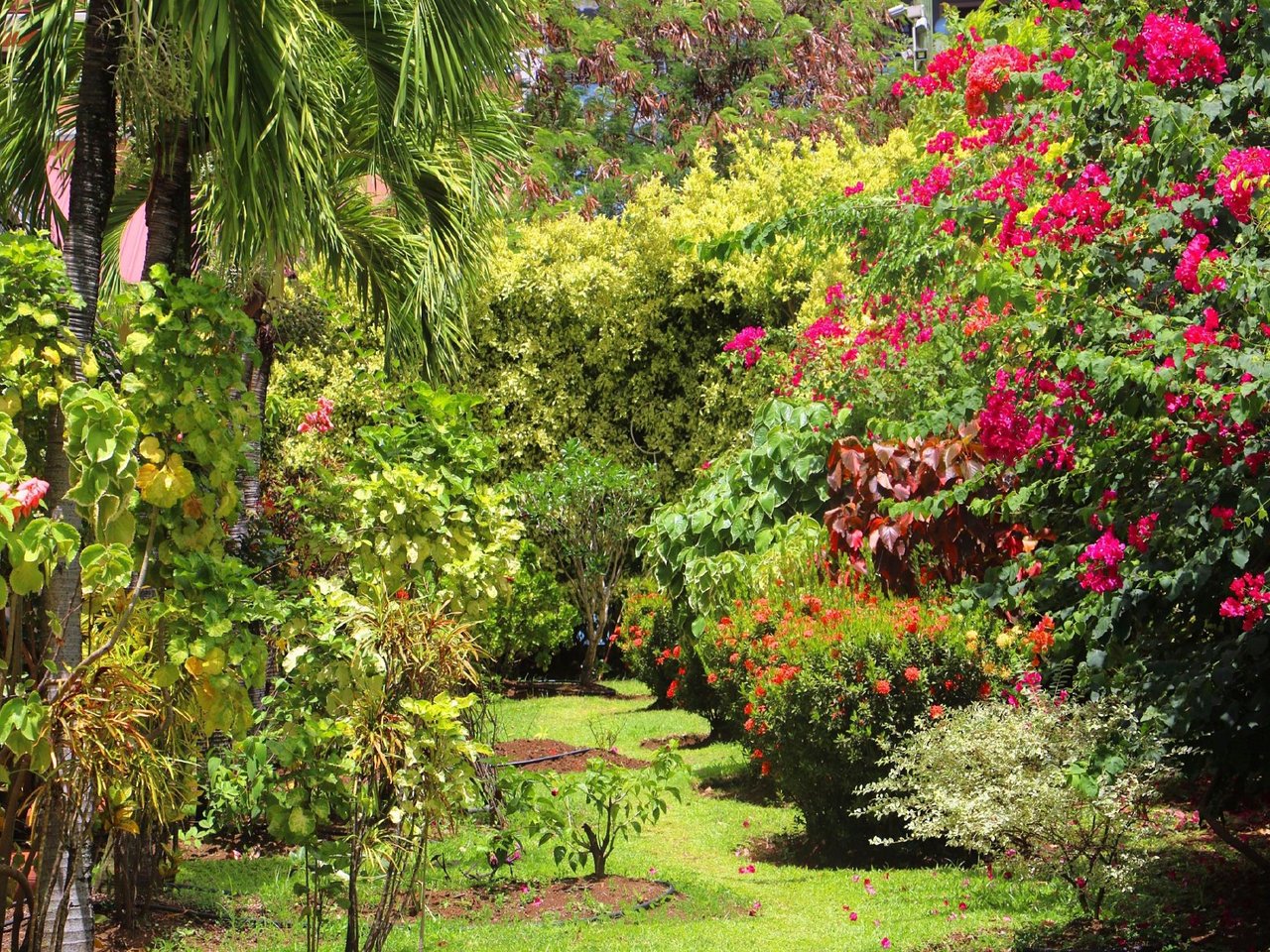 Coco Palm's lush tropical gardens