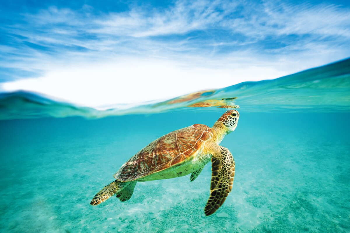 Beaches Negril - Snorkeling