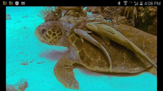 Huge loggerhead with 2 remoras