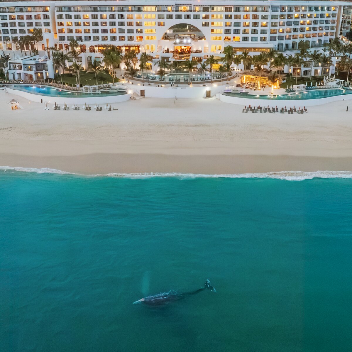Whale watching at our oceanfront all-inclusive, adults-only resort in Los Cabos, where majestic whales can often be seen breaching just off the shore. Thanks to our privileged location overlooking the Sea of Cortez, guests may enjoy unforgettable whale sightings from virtually anywhere on the property—whether from the infinity pools, oceanfront suites, or scenic terraces.